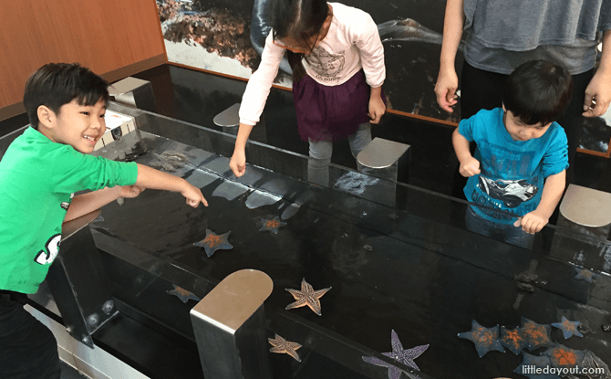 Touch pool at Otaru Aquarium