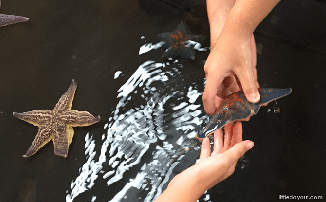 Touch pool, Otaru Aquarium