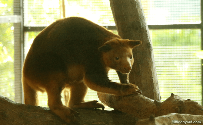 Goodfellow Tree Kangaroo