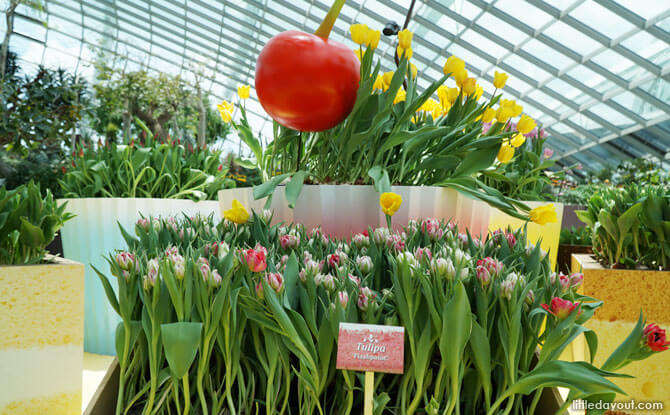 Tulip display at Gardens by the Bay 2018