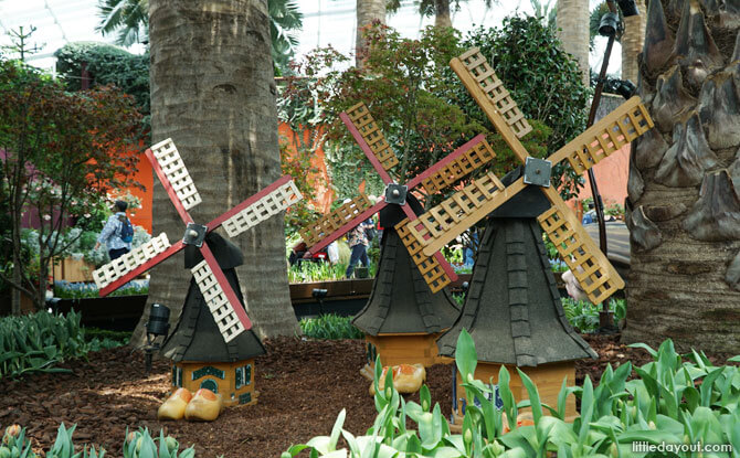 Windmills at Tulipmania 2018, Singapore