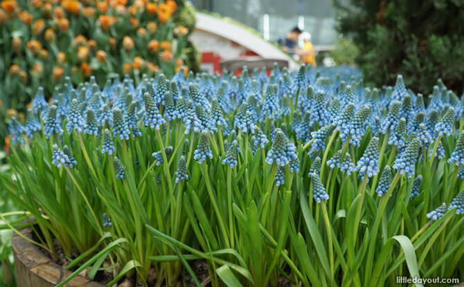 Grape hyacinth at Flower Dome