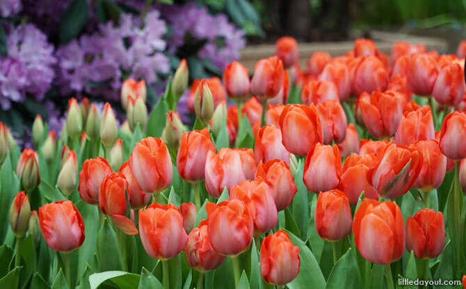 Tulips at the Flower Dome, 2018