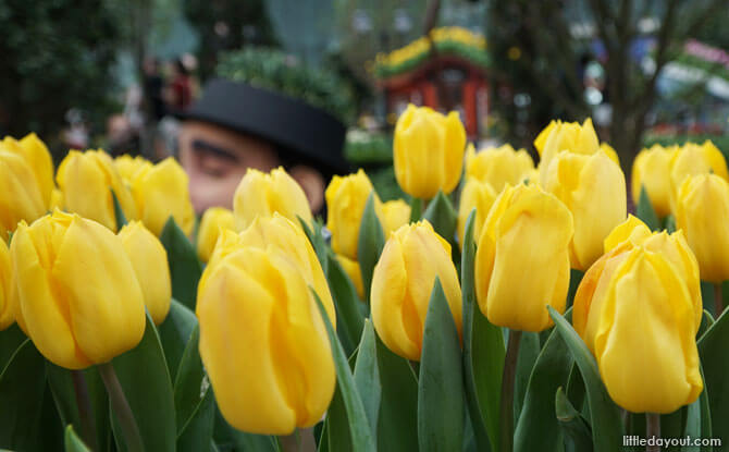 Giants in the tulip fields