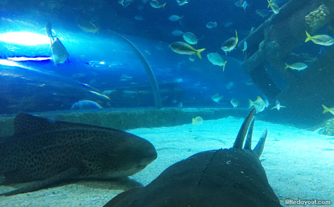 Underwater tunnel at AquariaKLCC