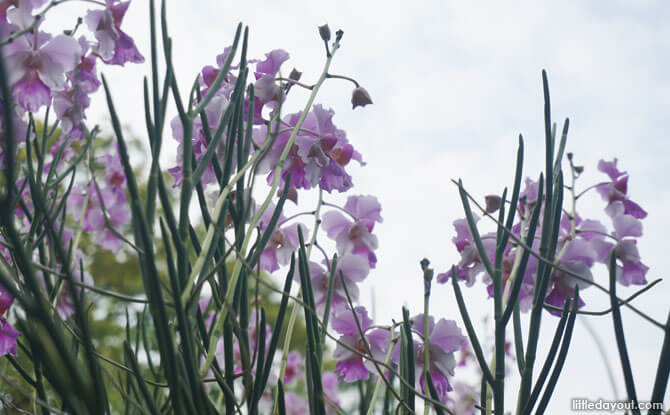 View the Vanda Miss Joaquim orchid when you visit Singapore Botanic Gardens