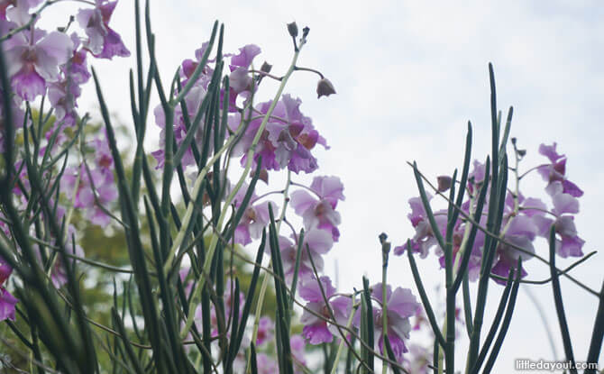 View the Vanda Miss Joaquim orchid when you visit Singapore Botanic Gardens