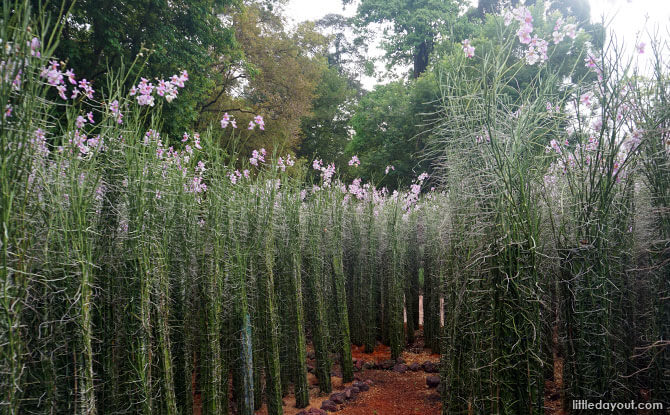 Pathway through Vanda Miss Joaquim