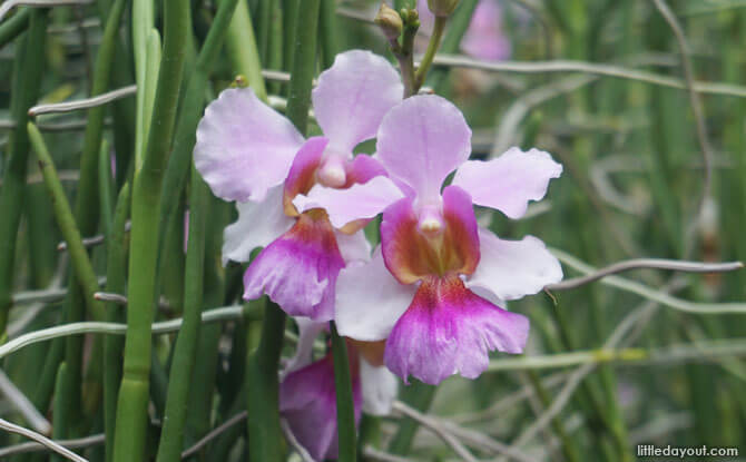 Vanda Miss Joaquim Orchid