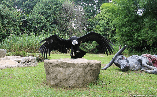 The Andean Condor is the largest species of vultures and grow up to 3 metres in wingspan and weigh up to 15 kg.