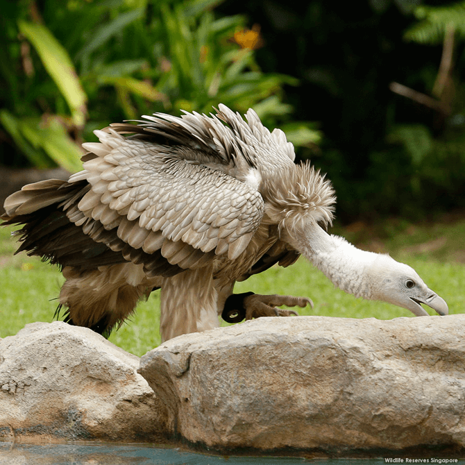 The Himalayan Griffon vulture can be identified by its pale brown feathers and creamy white body.