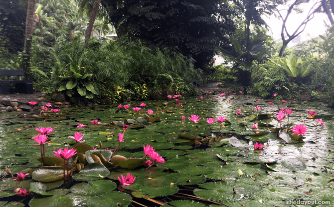 Water Lily Pond