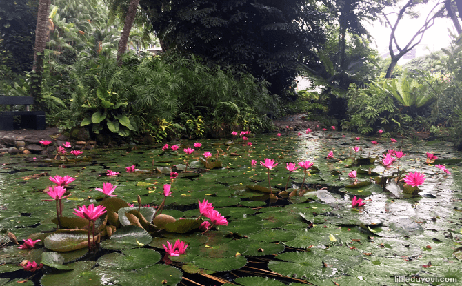 Water Lily Pond at Istana Park
