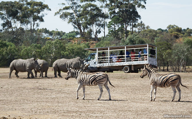 Off Road Safari at the Werribee Open Range Zoo
