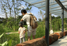 5 Wetlands In Singapore: Because Wetland Biodiversity Matters e-wetlands-in-sg