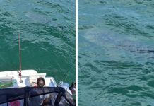 Spotted: A Whale Shark In Singapore Waters? A Whale Shark In Singapore Waters?