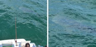 A Whale Shark In Singapore Waters?