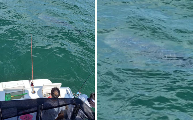 A Whale Shark In Singapore Waters?