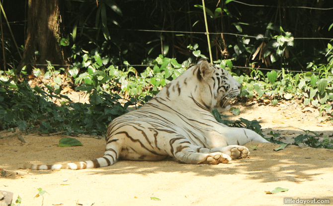 White Tiger