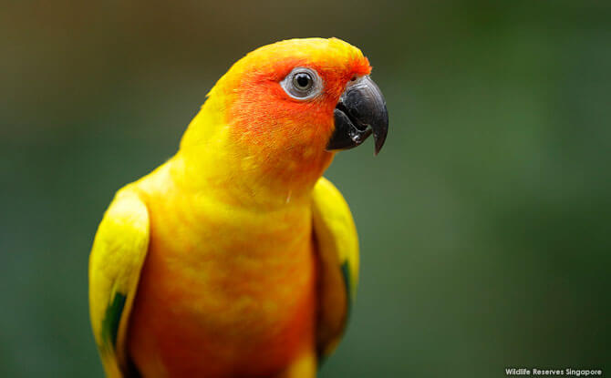 Explore a World of Colours at Jurong Bird Park During the Mid-Year School Holidays