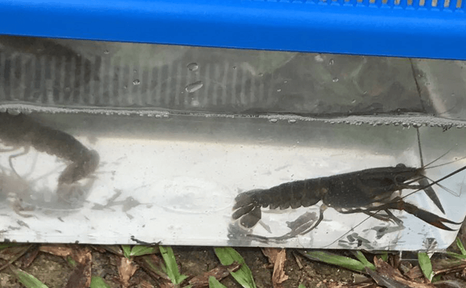 Yabbies at Lower Perice Reservoir