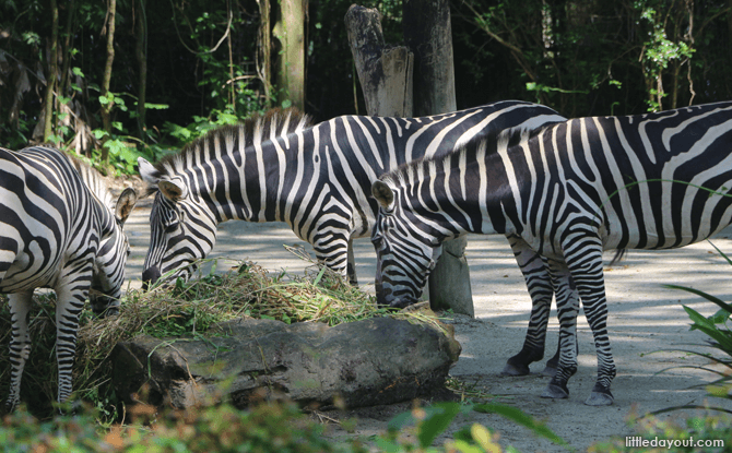 Zebras at Singapore Zoo