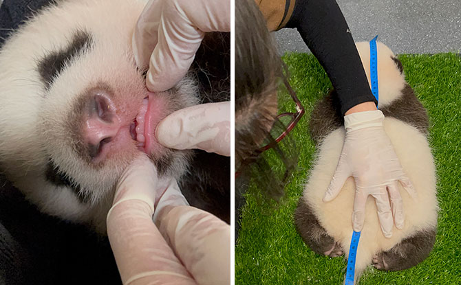 Panda Cub Has Six Baby Teeth Out: May Start Chomping On Bamboo Sooner Than Expected