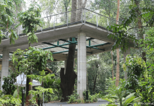 7 Things to Know About SPH Walk of Giants and Its Canopy Web SPH Walk of Giants