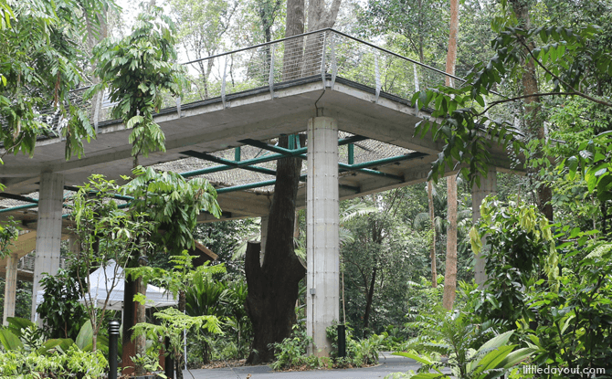 Canopy Web, SPH Walk of Giants, Learning Forest