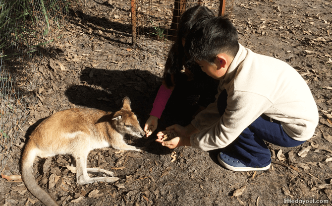 Caversham Wildlife Park: Interactive Animal Encounters Caversham Wildlife Park