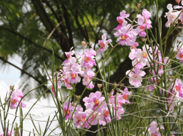 Key Attractions and Things to Do at Singapore Botanic Gardens