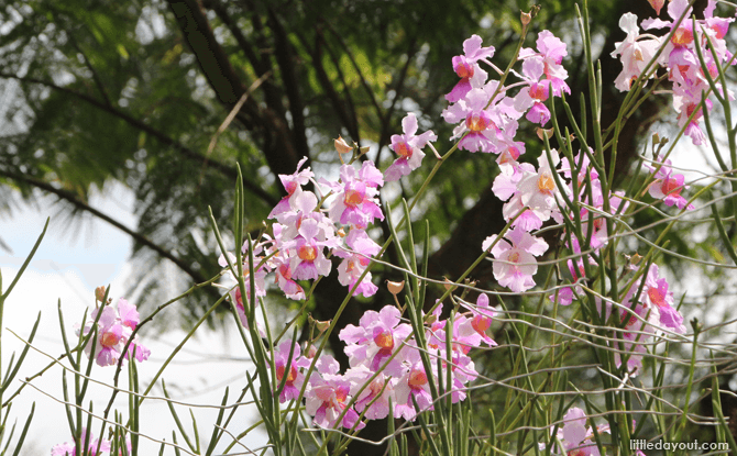 National Orchid Garden, Singapore