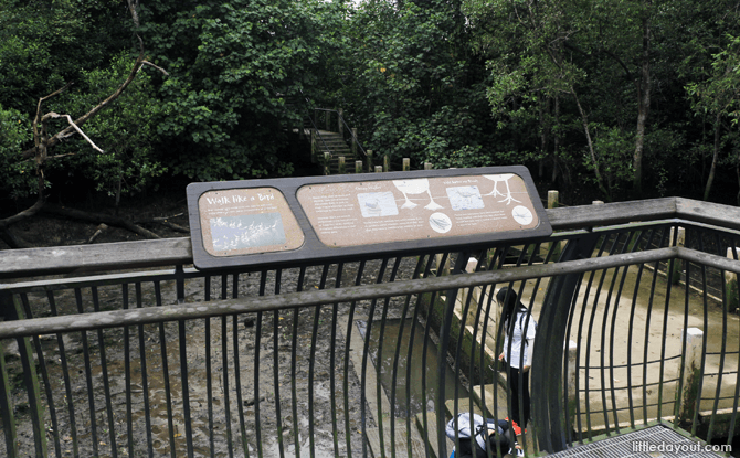 Sungei Buloh Mud Experience