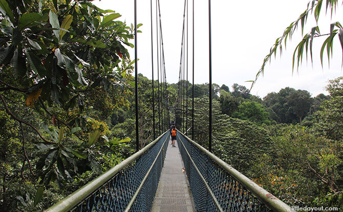 Treetop Walk at Central Catchment Nature Reserve
