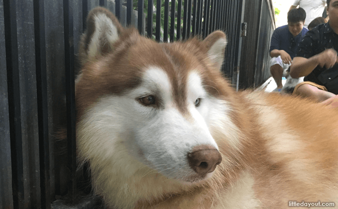 TrueLove at Neverland Husky Cafe, Bangkok