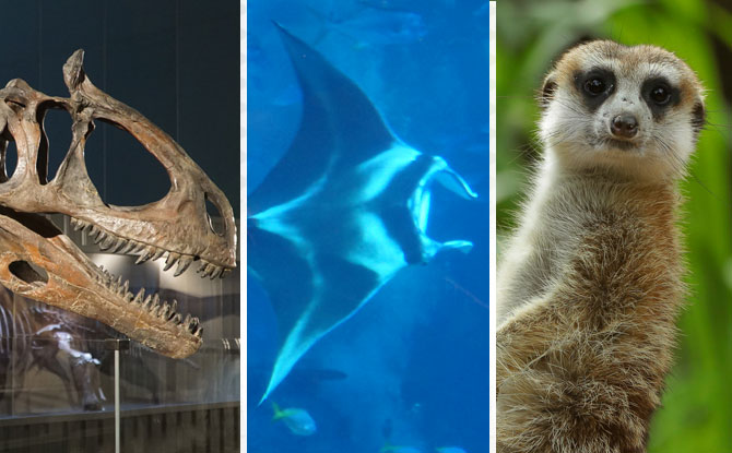 3 Wild Adventures That Await During Singapore June School Holidays 2019: Circle Of Life Festival