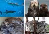 Best Virtual Zoo Tours And Live Animal Cams For Animal-Loving Kids Best Virtual Zoo Tours And Live Animal Cams For Animal-Loving Kids