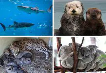 Best Virtual Zoo Tours And Live Animal Cams For Animal-Loving Kids Best Virtual Zoo Tours And Live Animal Cams For Animal-Loving Kids