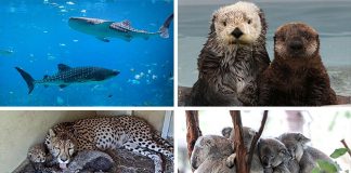 Best Virtual Zoo Tours And Live Animal Cams For Animal-Loving Kids
