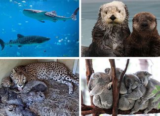 Best Virtual Zoo Tours And Live Animal Cams For Animal-Loving Kids Best Virtual Zoo Tours And Live Animal Cams For Animal-Loving Kids