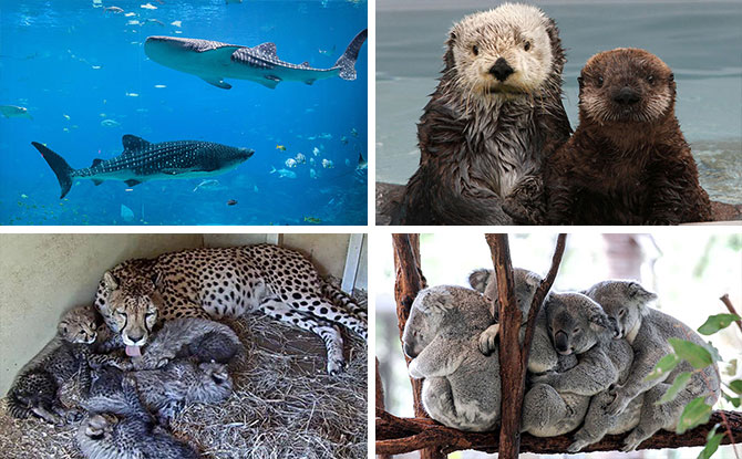 Best Virtual Zoo Tours And Live Animal Cams For Animal-Loving Kids