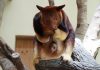 Singapore Zoo Welcomes An Endangered Goodfellow’s Tree Kangaroo Joey