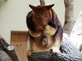 Singapore Zoo Welcomes An Endangered Goodfellow’s Tree Kangaroo Joey