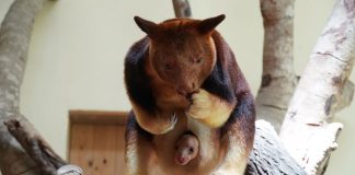 Singapore Zoo Welcomes An Endangered Goodfellow’s Tree Kangaroo Joey