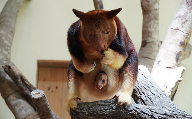 Singapore Zoo Welcomes An Endangered Goodfellow’s Tree Kangaroo Joey