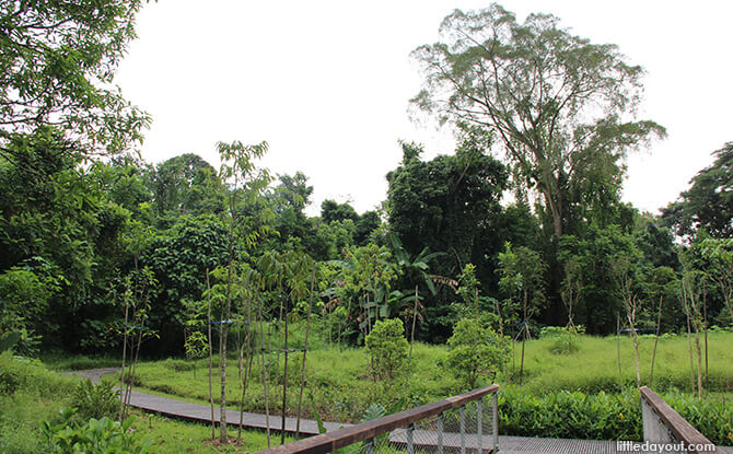 Windsor Nature Park's Hanguana Trail