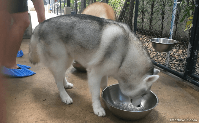 Siberian Huskies having an icy treat at True Love Cafe, Bangkok