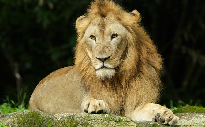 3 Wild Adventures That Await During Singapore June School Holidays 2019: Circle Of Life Festival, Ocean Fest 2019 And DinoQuest 1 The Circle of Life Festival 2019 - Singapore Zoo and Night Safari