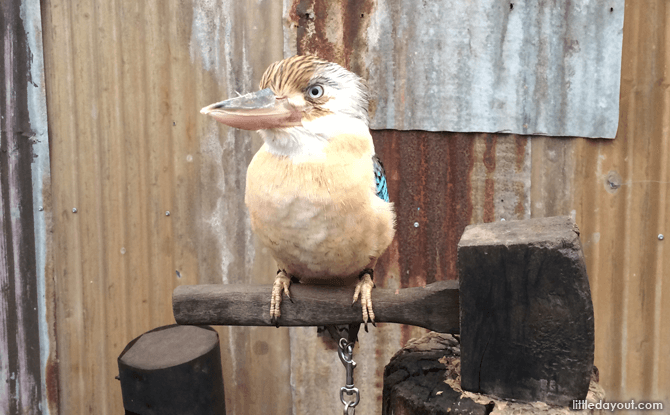 Kookaburra