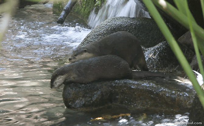 Otter Den at the Singapore Zoo